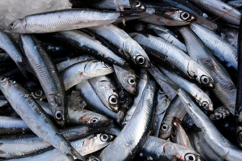 Anchovies A Tiny Fish with Big Flavor