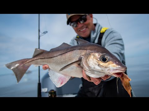 Haddock A Versatile and Sustainable Seafood Option