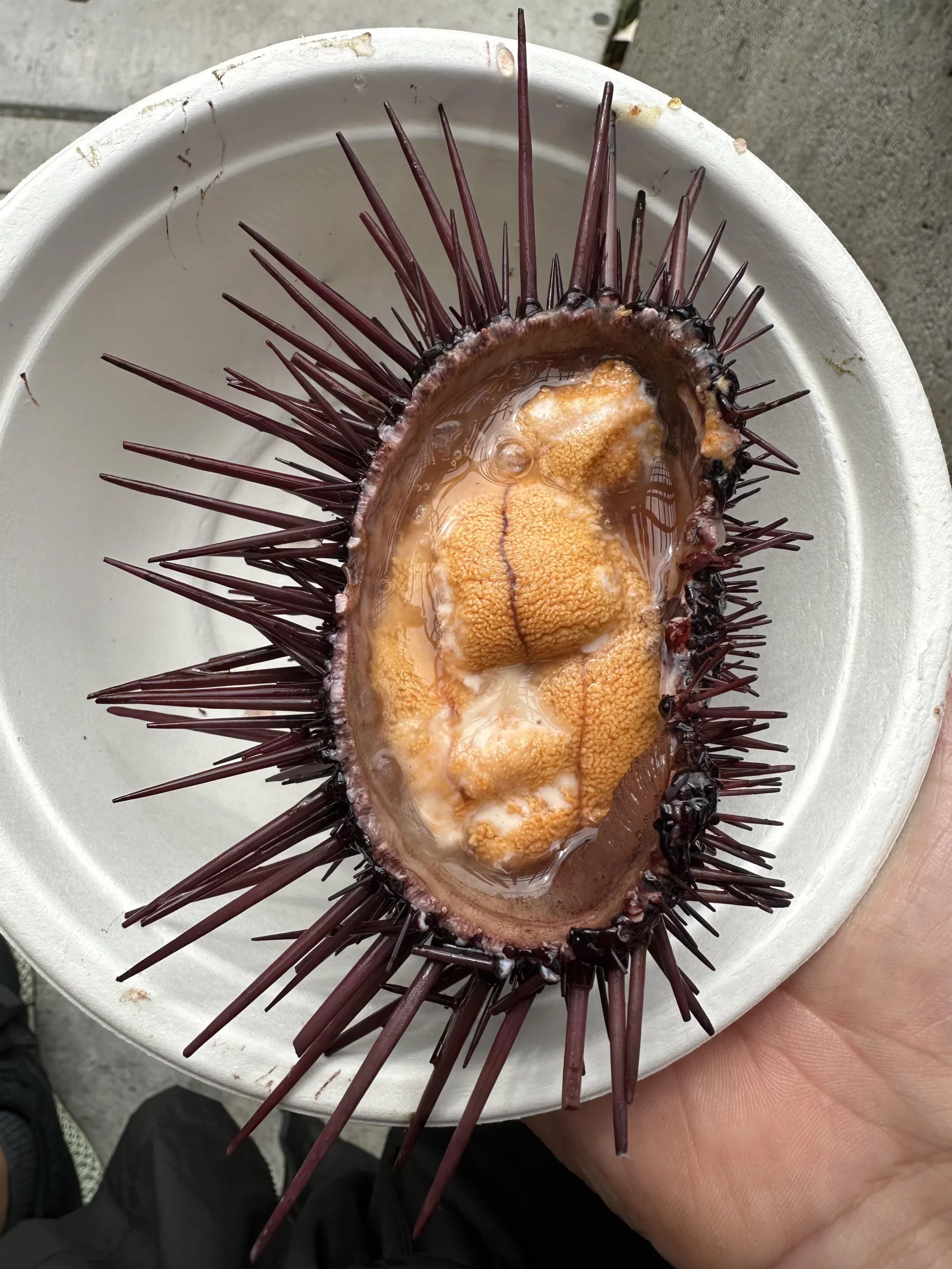 Sea Urchins A Delicate and Nutritious Seafood