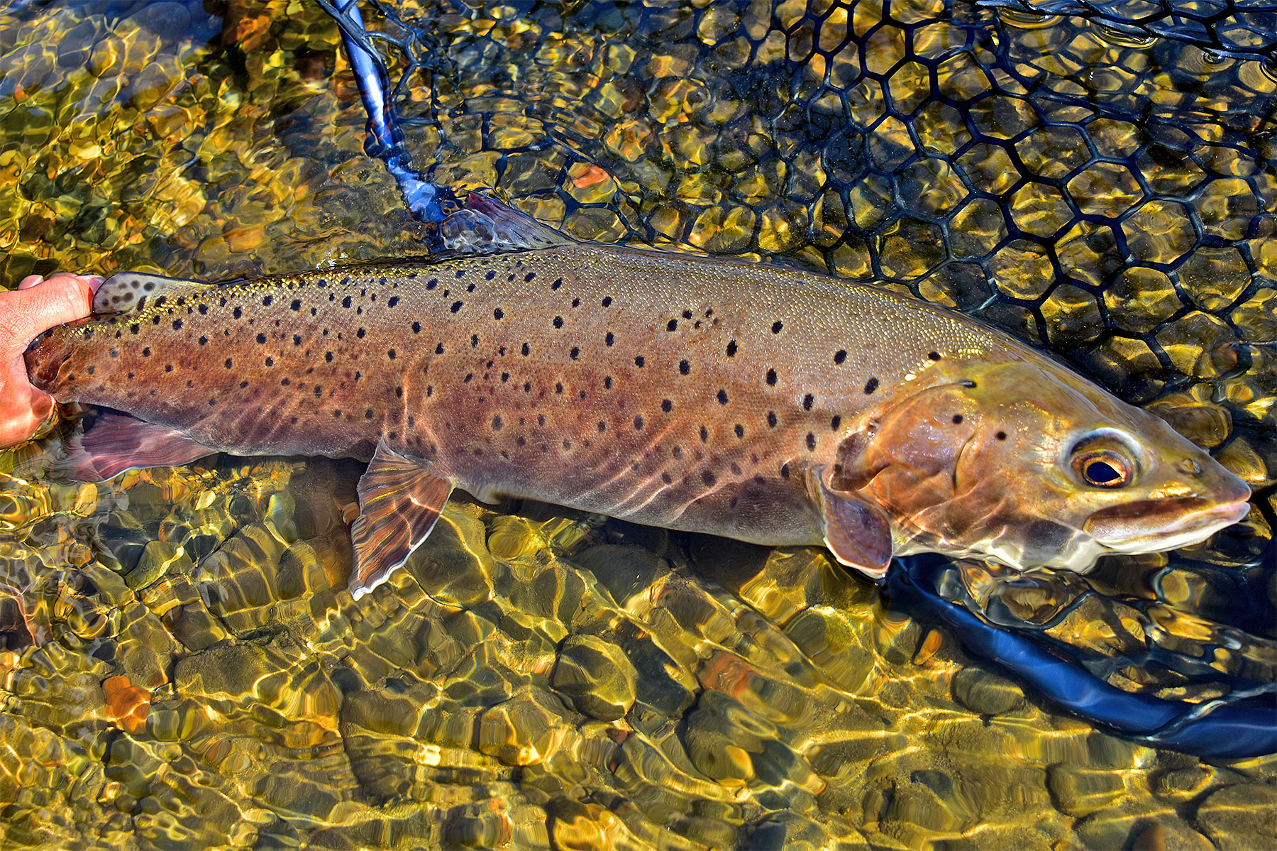 Trout A Versatile and Delicious Fish